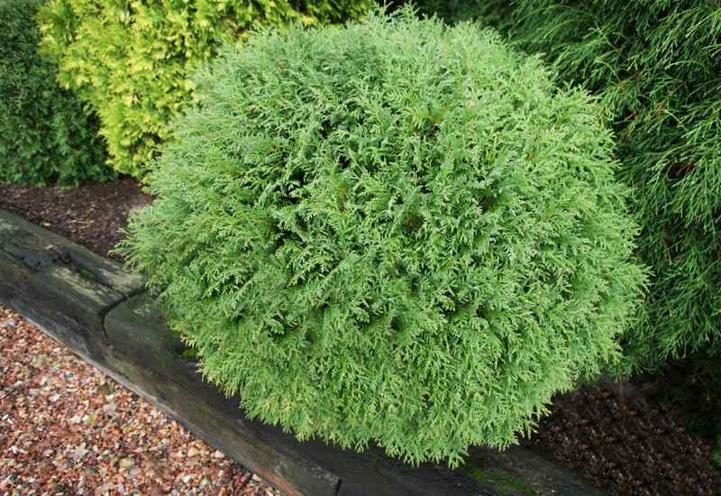 Туя західна Літл Чемпіон (Thuja occidentalis Little Champion) 4-річна