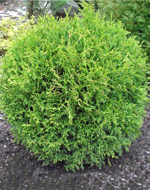 Туя західна Літл Чемпіон (Thuja occidentalis Little Champion) 4-річна - Зображення 4
