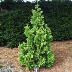 Туя західна Зматлик Thuja occidentalis Zmatlik 3-річна