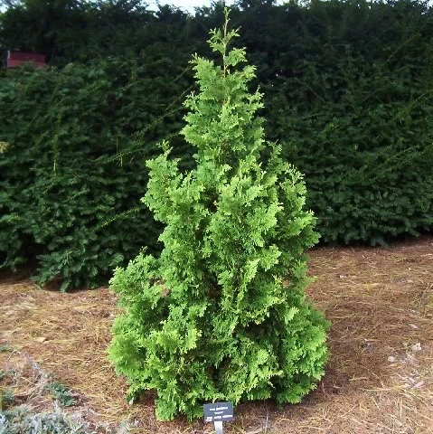 Туя західна Зматлик Thuja occidentalis Zmatlik 3-річна