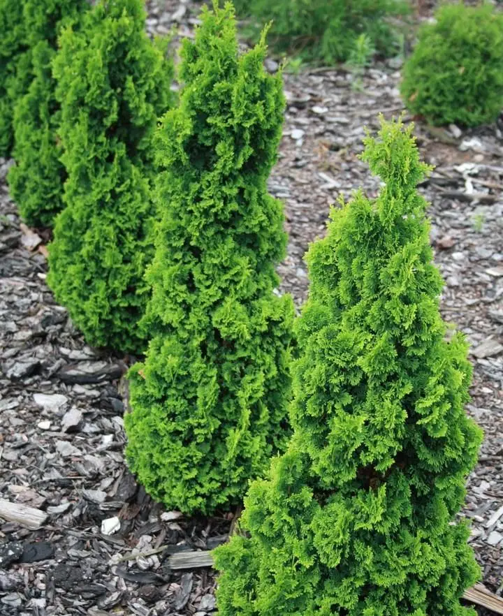 Туя західна Зматлик Thuja occidentalis Zmatlik 3-річна - Зображення 2