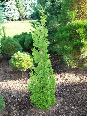 Туя західна Зматлик Thuja occidentalis Zmatlik 3-річна - Зображення 3