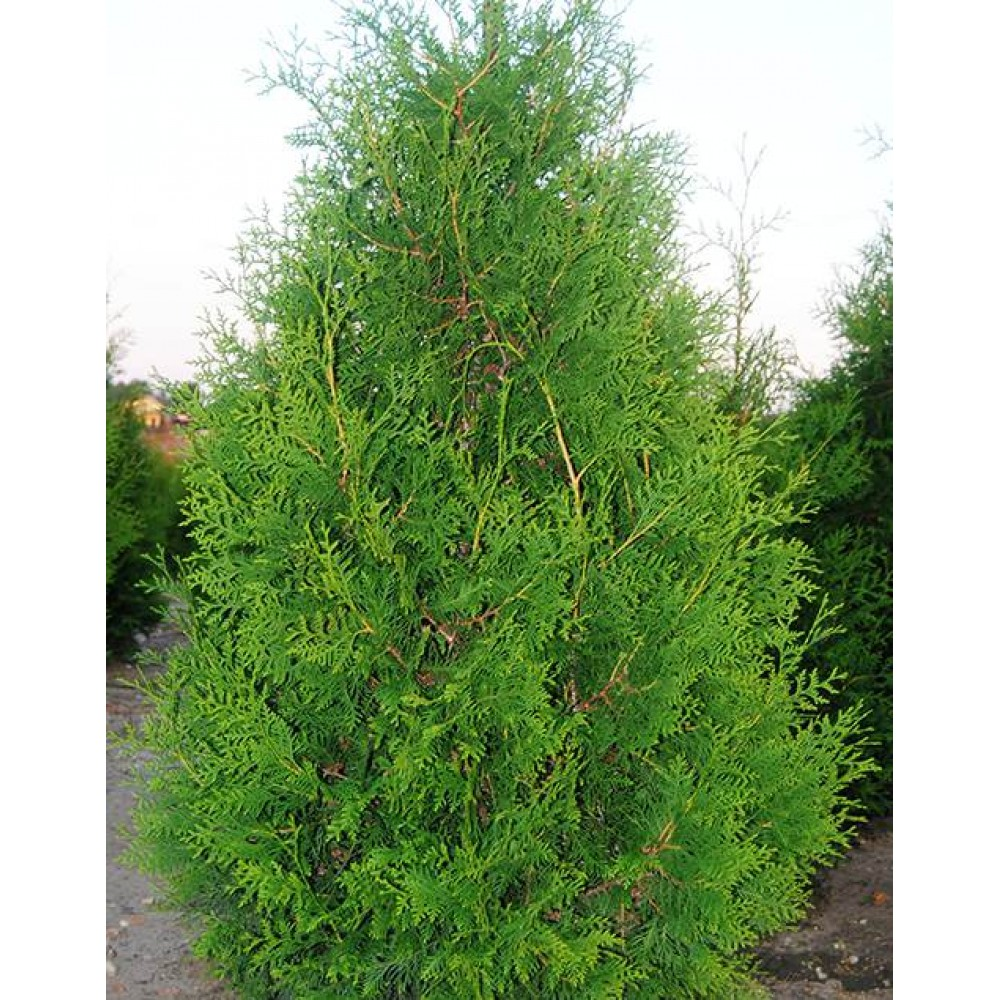 Туя західна Брабант, " Брабант " Туя западная Брабант, Thuja occidentalis 'Brabant' 3-річна - Зображення 5