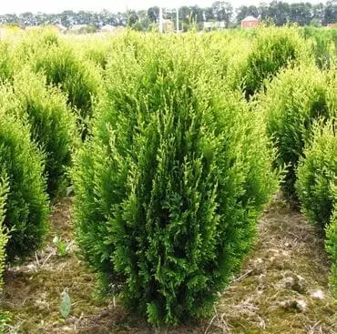 Туя складчаста Корнік Thuja plicata Kornik 4-річна - Зображення 5