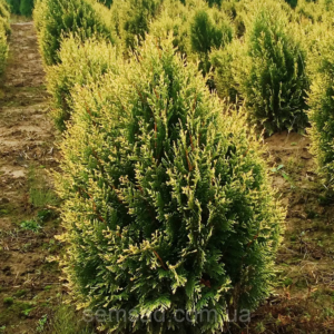 Туя складчаста Корнік Thuja plicata Kornik 4-річна