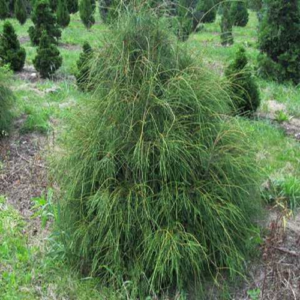 Туя західна 'Філіформіс', 'Filiformis' 4 річний