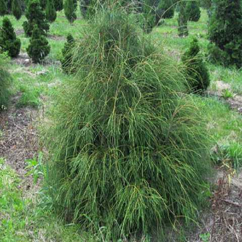 Туя західна 'Філіформіс', 'Filiformis' 4 річний
