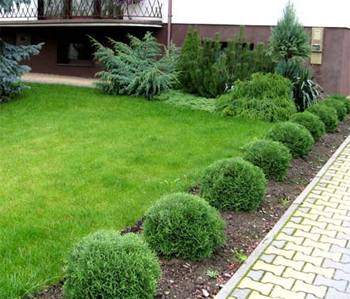 Туя західна 'Хосері' Thuja occidentalis 'Hoseri' 7-річна - Зображення 2