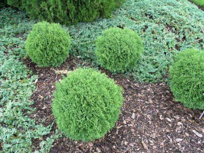 Туя західна 'Хосері' Thuja occidentalis 'Hoseri' 7-річна - Зображення 3