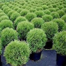 Туя західна 'Хосері' Thuja occidentalis 'Hoseri' 7-річна - Зображення 4