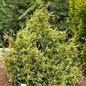 Туя західна Столвік (Thuja occidentalis Stolwijk) 3-річні