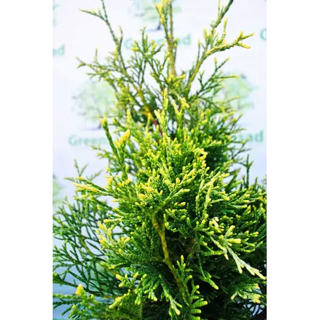 Туя західна Столвік (Thuja occidentalis Stolwijk) 3-річні - Зображення 2