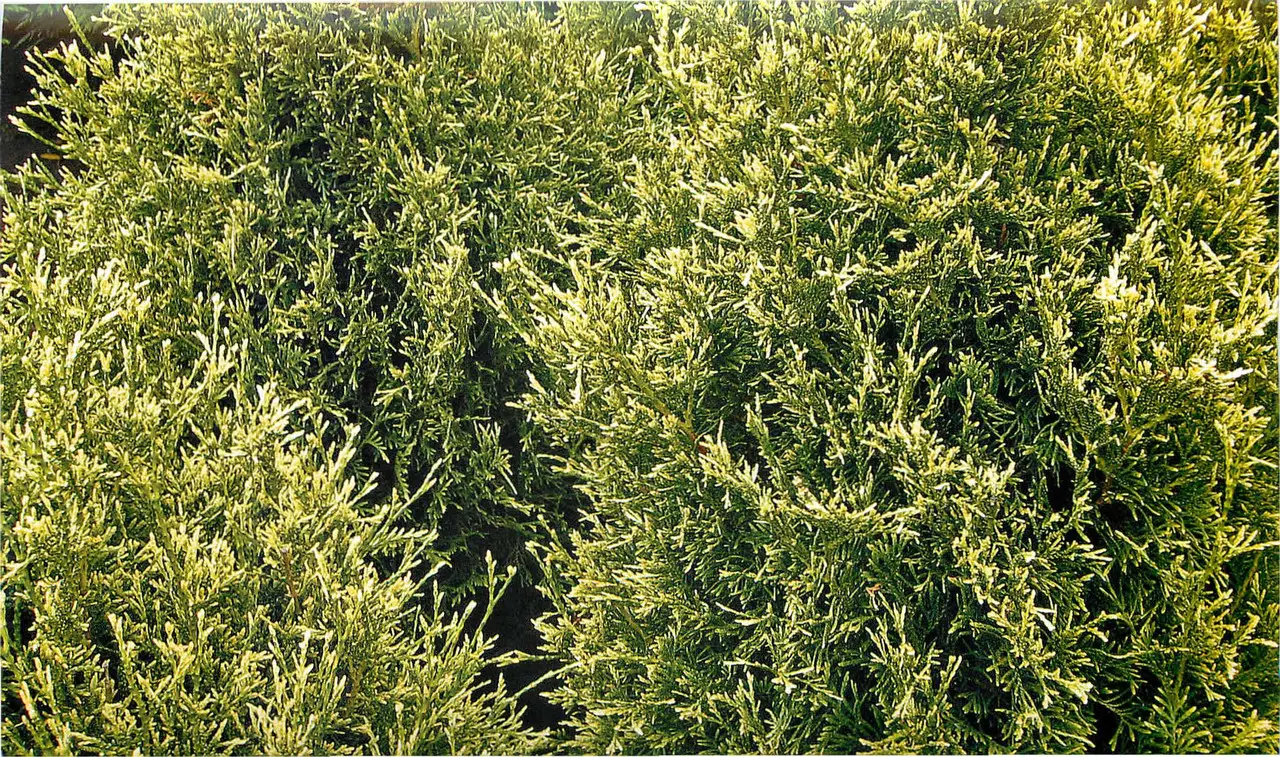 Туя західна Столвік (Thuja occidentalis Stolwijk) 3-річні - Зображення 3