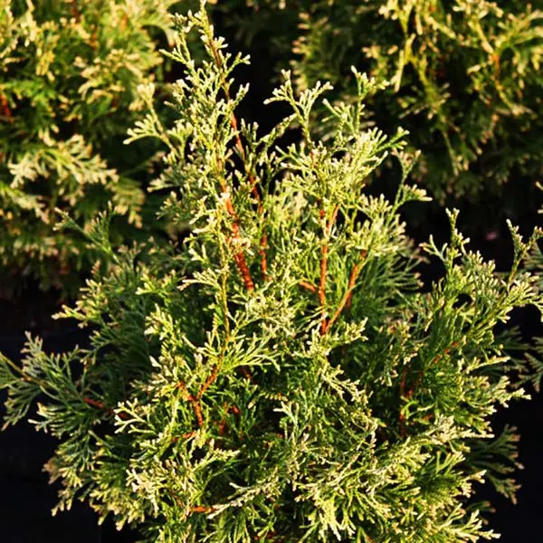 Туя західна Столвік (Thuja occidentalis Stolwijk) 3-річні - Зображення 4
