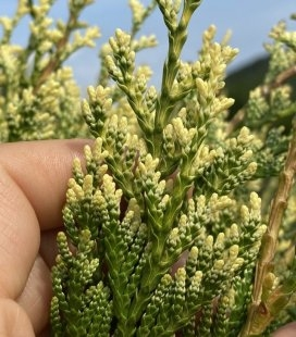 Туя західна Столвік (Thuja occidentalis Stolwijk) 3-річні - Зображення 5