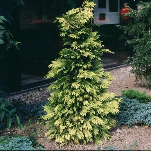 Туя складчаста "Зебріна" Thuja plicata Zebrina - Зображення 2