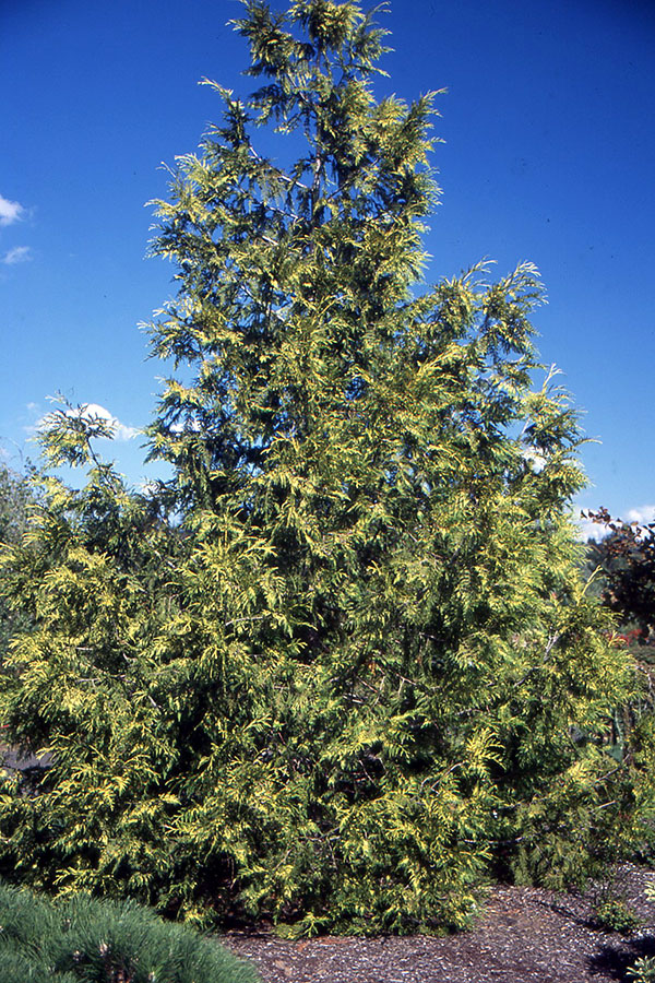 Туя складчаста "Зебріна" Thuja plicata Zebrina - Зображення 3