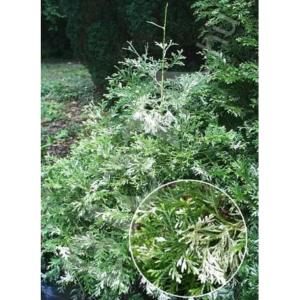 Туєвик долотовидний 'ВАРІЄГАТА' (Thujopsis dolabrata 'Variegata' )