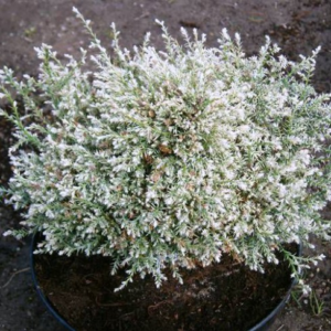 Кипарисовик горохоплідний "Snow " , 3-річний, С1, 5
