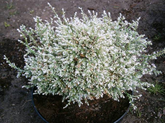 Кипарисовик горохоплідний "Snow " , 3-річний, С1, 5