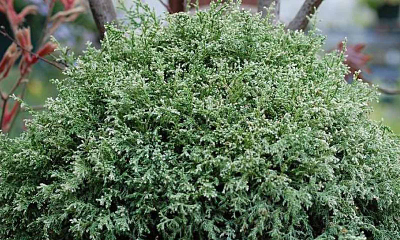 Кипарисовик горохоплідний "Snow " , 3-річний, С1, 5 - Зображення 3