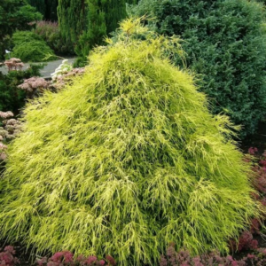 Кипарисовик горохоплідний 'Філіфера Ауреа' (Chamaecyparis pisifera 'Filifera Aurea' ) 5-річний