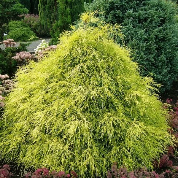 Кипарисовик горохоплідний 'Філіфера Ауреа' (Chamaecyparis pisifera 'Filifera Aurea' ) 5-річний