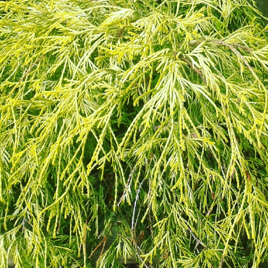 Кипарисовик горохоплідний 'Філіфера Ауреа' (Chamaecyparis pisifera 'Filifera Aurea' ) 5-річний - Зображення 2