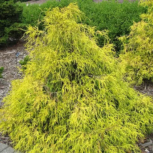 Кипарисовик горохоплідний 'Філіфера Ауреа' (Chamaecyparis pisifera 'Filifera Aurea' ) 5-річний - Зображення 3