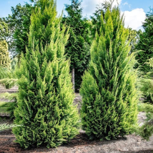 Кипарисовик Лавсона Алюміголд (Chamaecyparis lawsoniana Alumigold) 3-річний