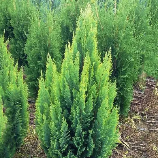 Кипарисовик Лавсона Алюміголд (Chamaecyparis lawsoniana Alumigold) 3-річний - Зображення 2
