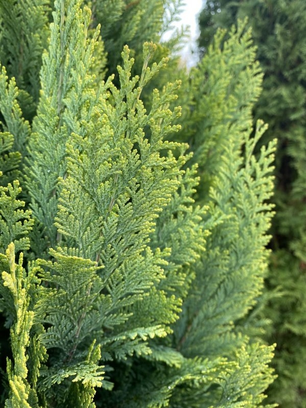 Кипарисовик Лавсона Алюміголд (Chamaecyparis lawsoniana Alumigold) 3-річний - Зображення 3