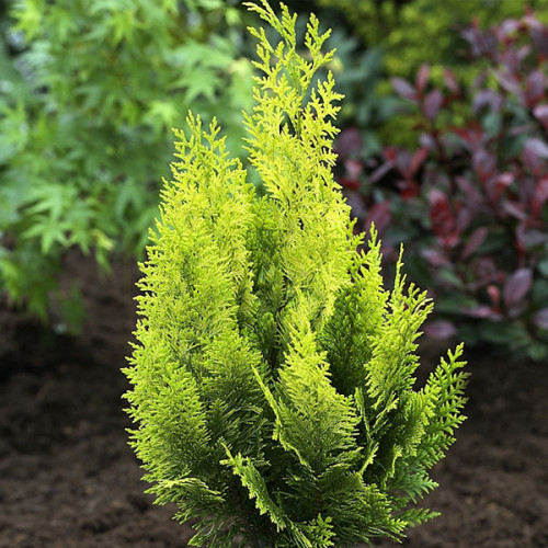 Кипарисовик Лавсона 'Івонн' (Chamaecyparis lawsoniana 'Ivonne' ) 3-річний