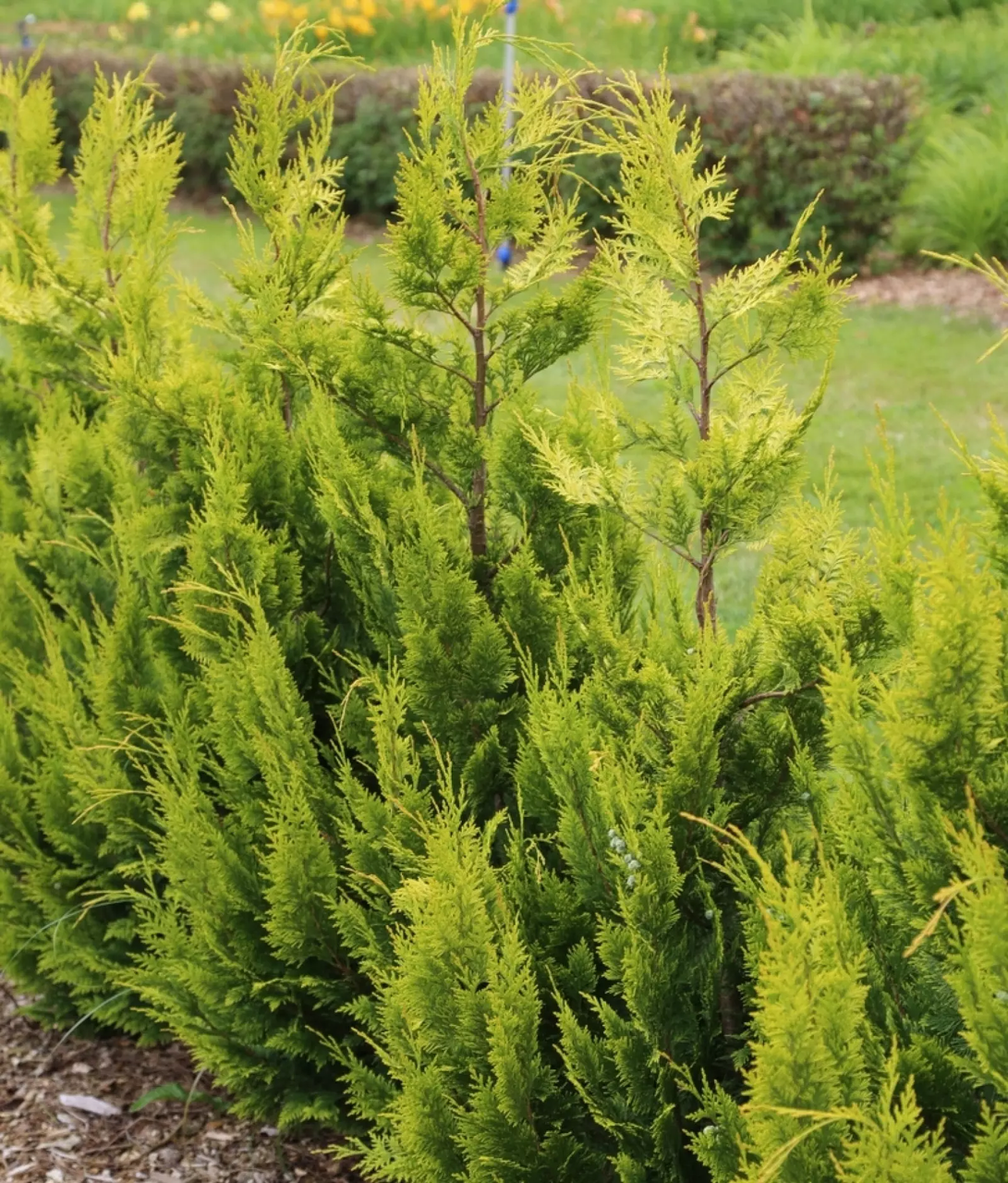 Кипарисовик Лавсона 'Івонн' (Chamaecyparis lawsoniana 'Ivonne' ) 3-річний - Зображення 2