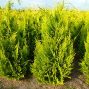 Кипарисовик Лавсона 'Івонн' (Chamaecyparis lawsoniana 'Ivonne' ) 5-річний
