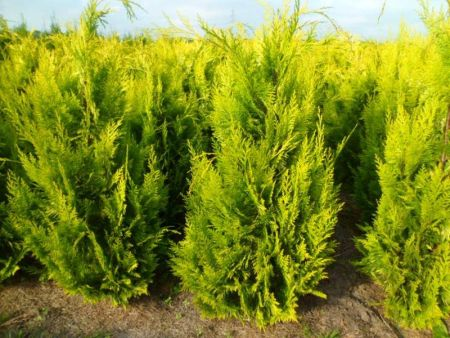 Кипарисовик Лавсона 'Івонн' (Chamaecyparis lawsoniana 'Ivonne' ) 3-річний - Зображення 3