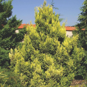 Кипарисовик горохоплідний 'Плюмоза Ауреа' (Chamaecyparis pisifera 'Plumosa Aurea') 3-річний