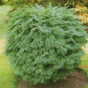 Кипарисовик Лавсона ‘Globosa’ (Chamaecyparis lawsoniana ‘Globosa’) 7-річний