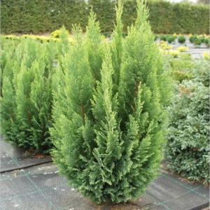 Кипарисовик Лавсона "Елвудс Ємпайр' Chamaecyparis lawsoniana 'Ellwood's Empire'
