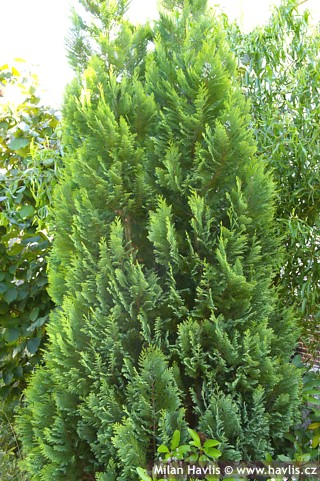Кипарисовик Лавсона "Елвудс Ємпайр' Chamaecyparis lawsoniana 'Ellwood's Empire' - Зображення 3