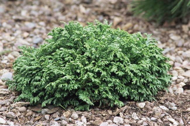Кипарисовик горохоплідний "Хайм Савара", Chamaecyparis pisifera "Hime Sawara", С1, 5