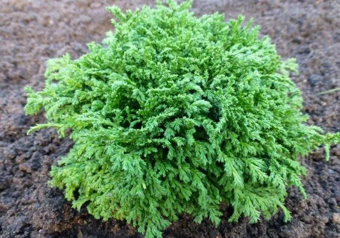 Кипарисовик горохоплідний "Хайм Савара", Chamaecyparis pisifera "Hime Sawara", С1, 5 - Зображення 2