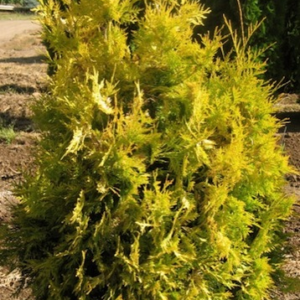 Туя західна 'Ауресценс (Thuja occidentalis 'Aurescens' ) 6-річна (h-120-130cм)
