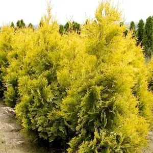 Туя західна 'Ауресценс (Thuja occidentalis 'Aurescens' ) 6-річна (h-120-130cм) - Зображення 2