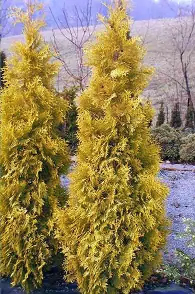 Туя західна 'Ауресценс (Thuja occidentalis 'Aurescens' ) 6-річна (h-120-130cм) - Зображення 3