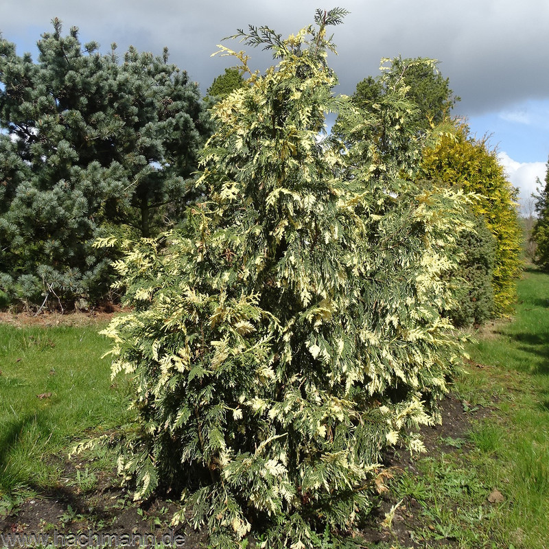Кипарисовик нутканський "Варієгата" (Chamaecyparis nootkatensis Variegata) 6-річний - Зображення 2
