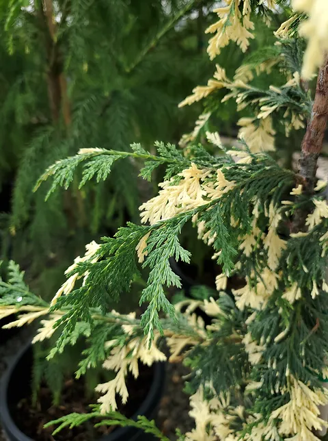 Кипарисовик нутканський "Варієгата" (Chamaecyparis nootkatensis Variegata) 6-річний - Зображення 3
