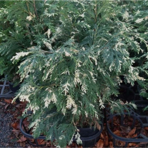 Кипарисовик нутканський "Варієгата" (Chamaecyparis nootkatensis Variegata) 6-річний