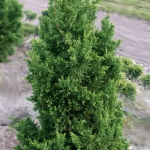 Кипарисовик туполистий "Драт" (Chamaecyparis obtusa "Draht") 3-річний