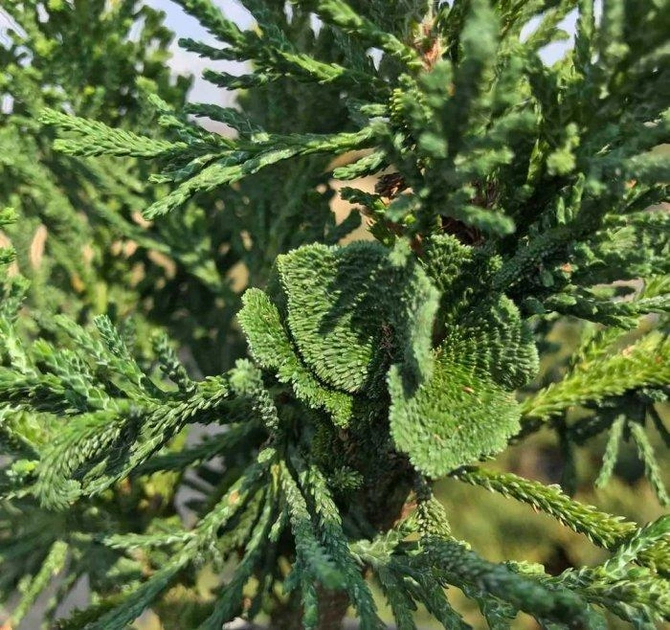 Кипарисовик туполистий "Драт" (Chamaecyparis obtusa "Draht") 3-річний - Зображення 2